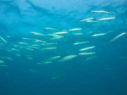 Image of Mexican barracuda