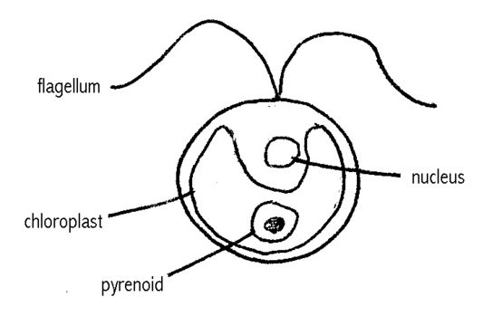 Image of Chlamydomonas