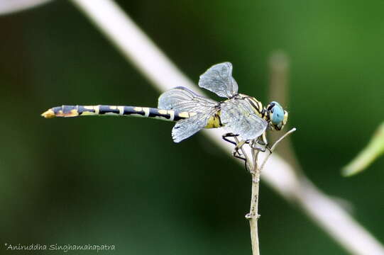 Imagem de Paragomphus lineatus (Selys 1850)