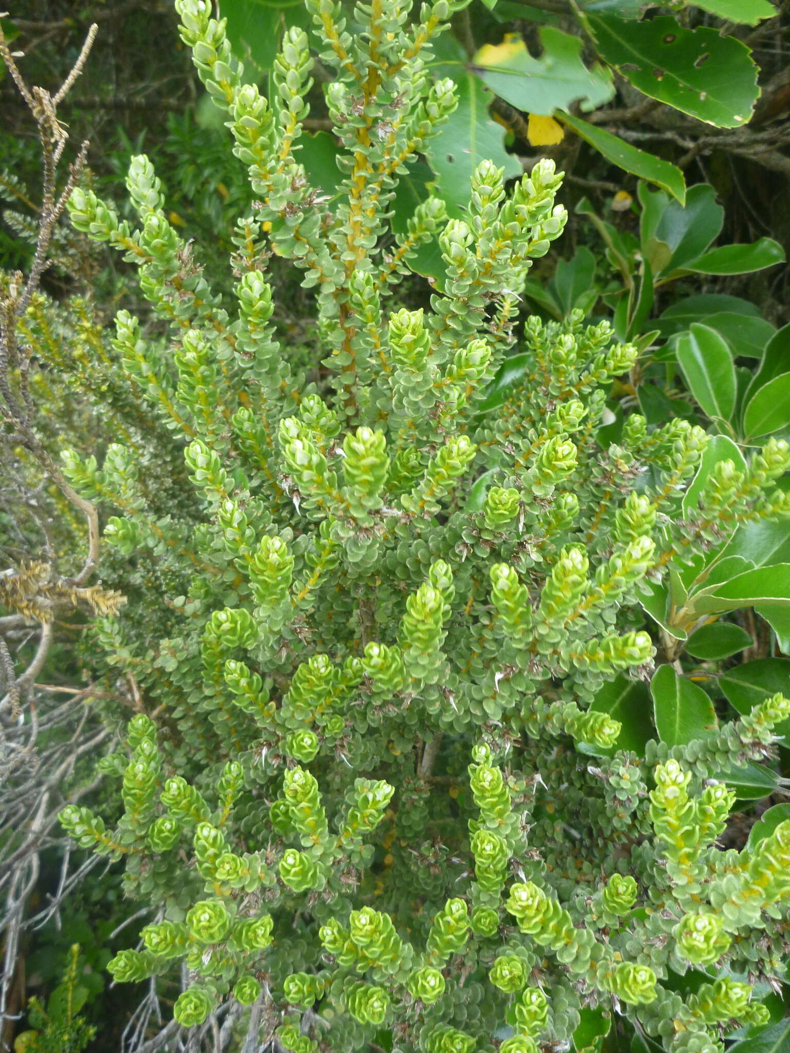 Image of Olearia nummularifolia Hook. fil.