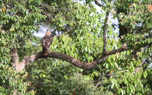 Image of Wallace's Hawk-Eagle