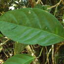 Image de Hiraea reclinata Jacq.