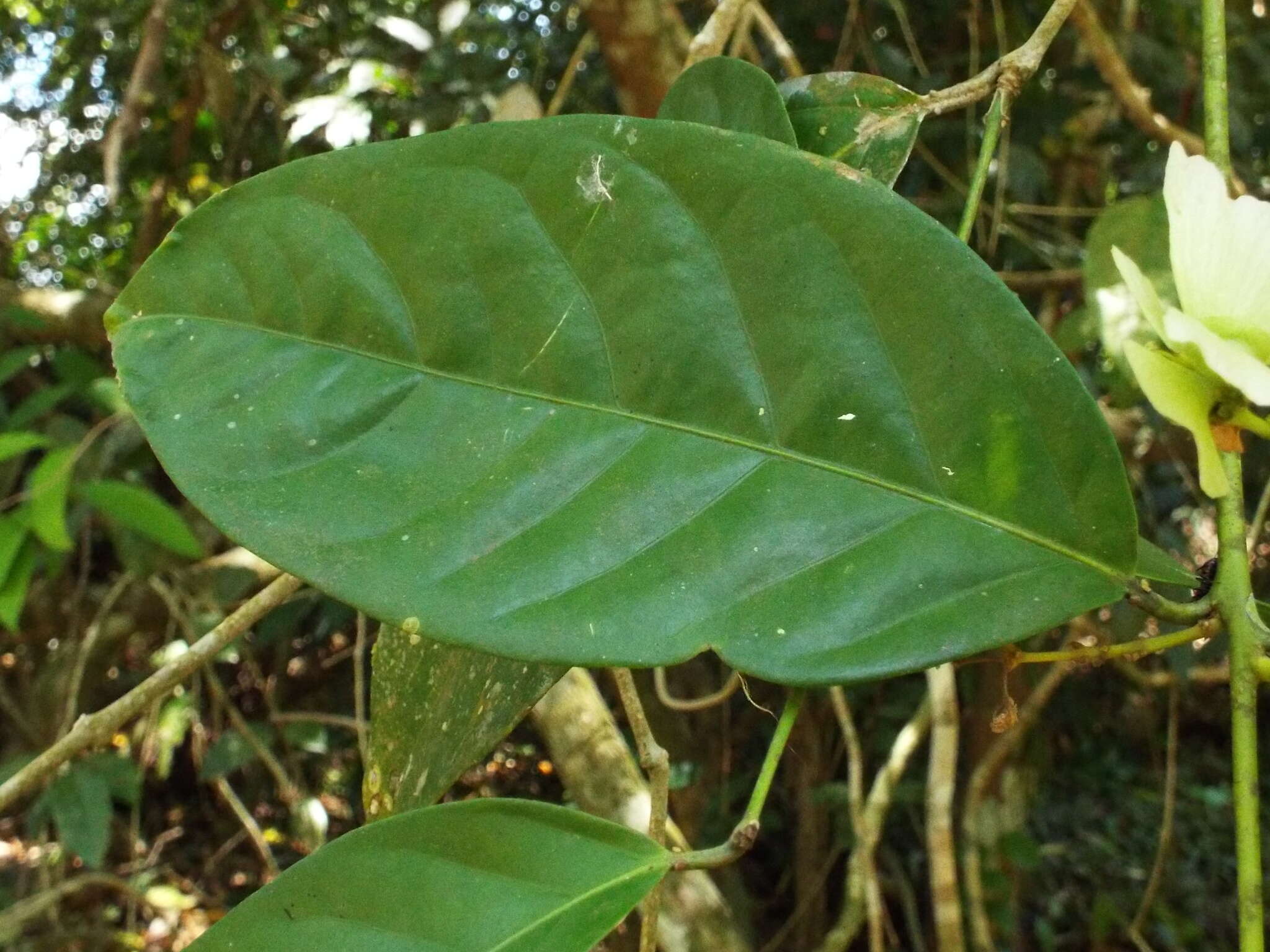 Слика од Hiraea reclinata Jacq.