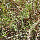Image of Geranium vagans subsp. vagans Baker