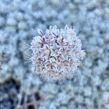 Image of Steamboat buckwheat