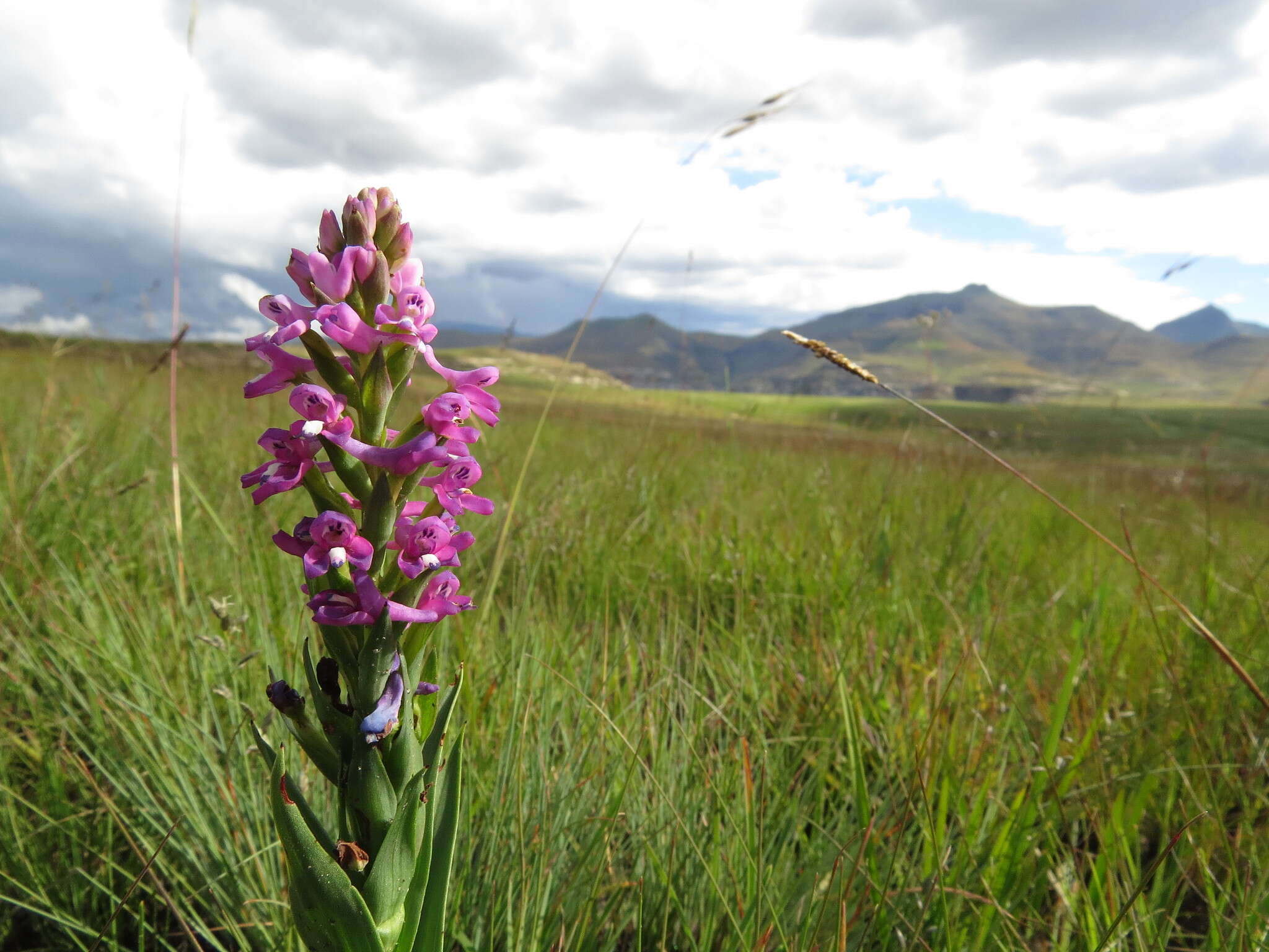 Image of Disa stachyoides Rchb. fil.