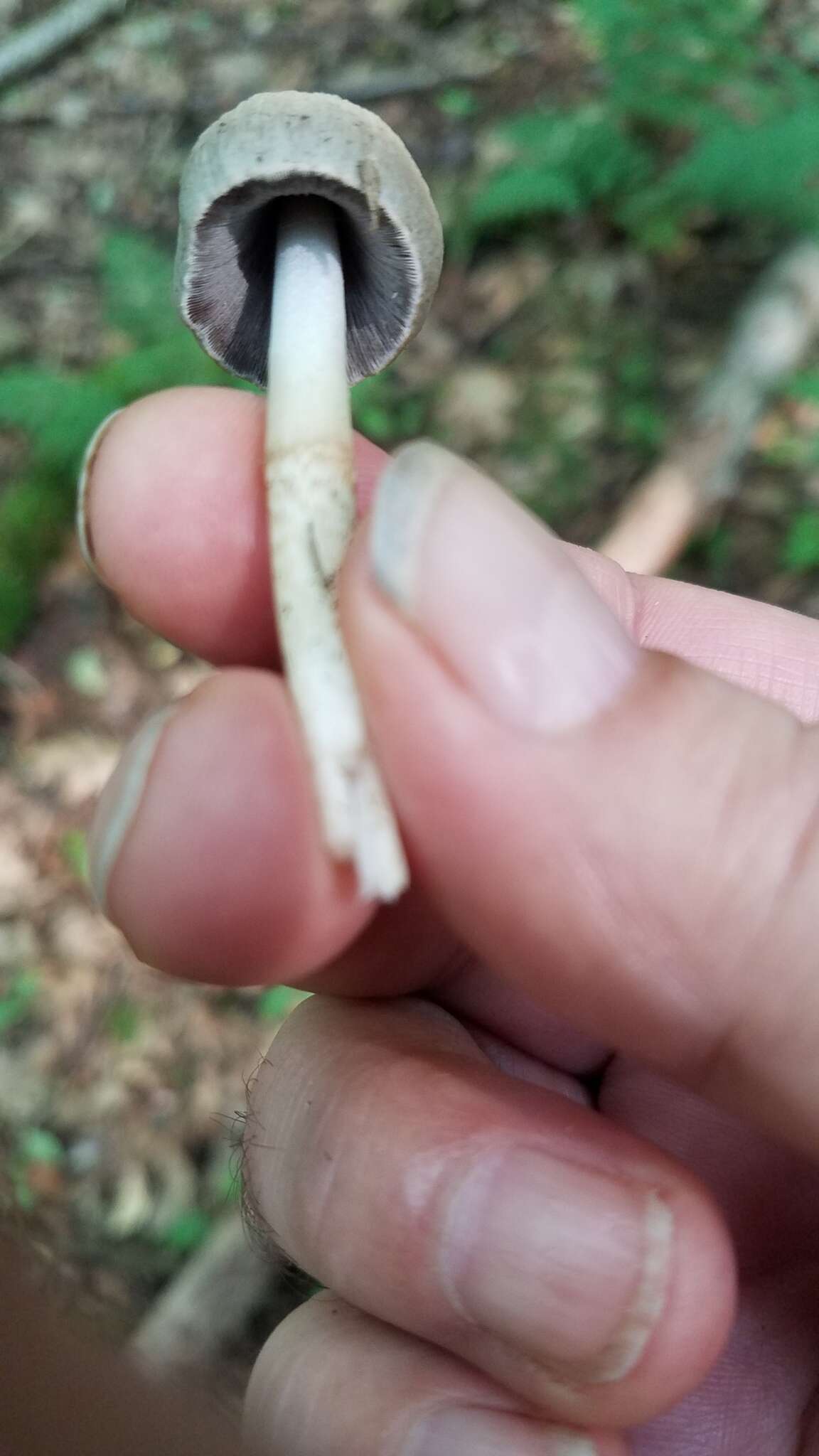 Image of Coprinopsis acuminata (Romagn.) Redhead, Vilgalys & Moncalvo 2001