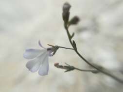 Image of Lobelia gypsophila T. J. Ayers