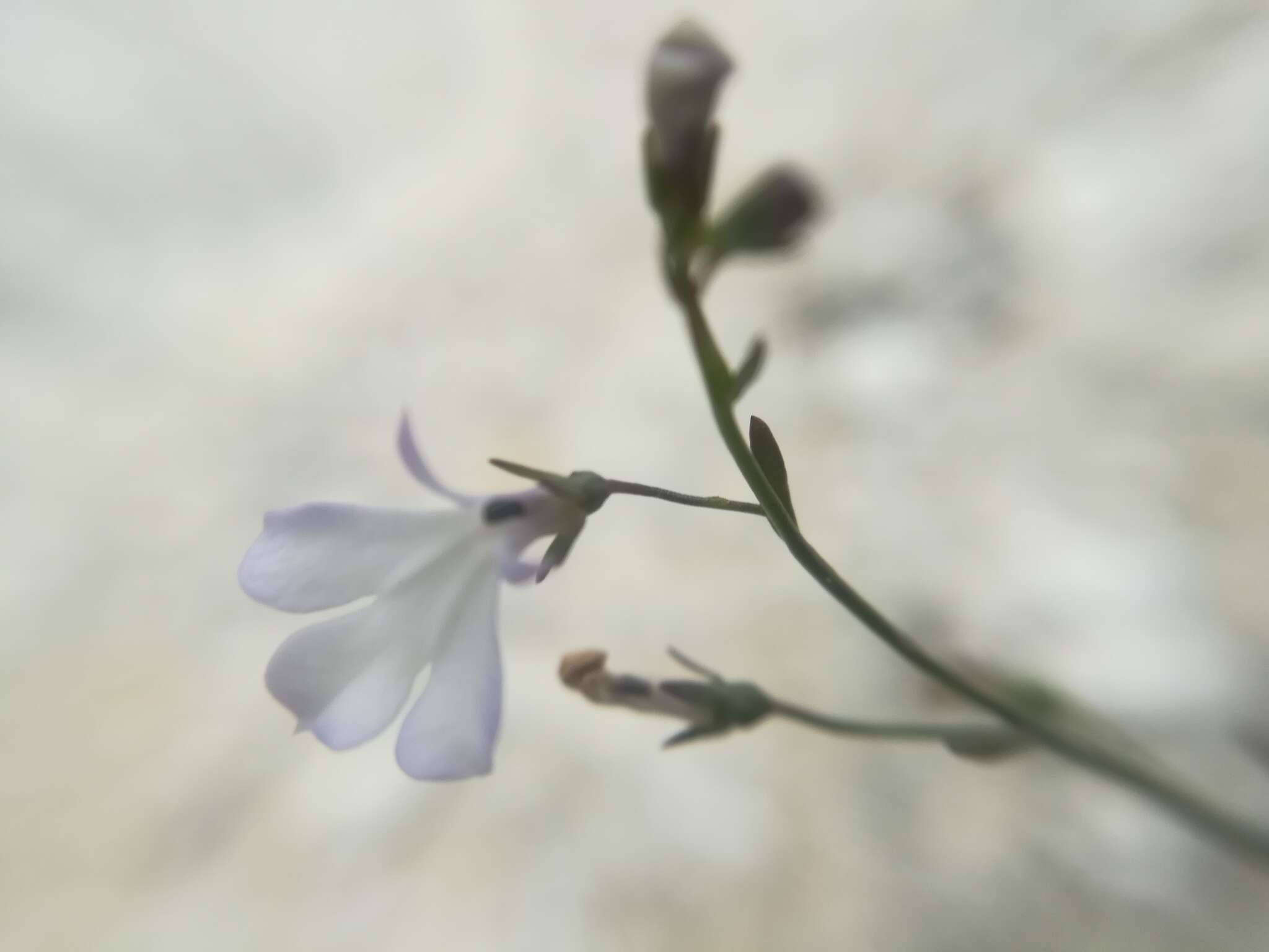 Image of Lobelia gypsophila T. J. Ayers