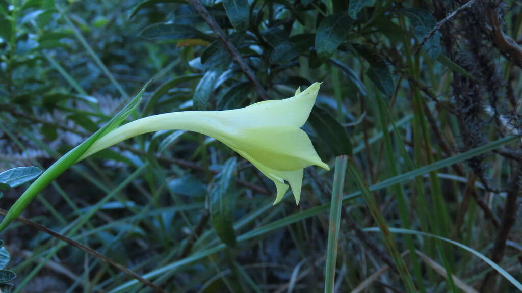 Imagem de Gladiolus albens Goldblatt & J. C. Manning