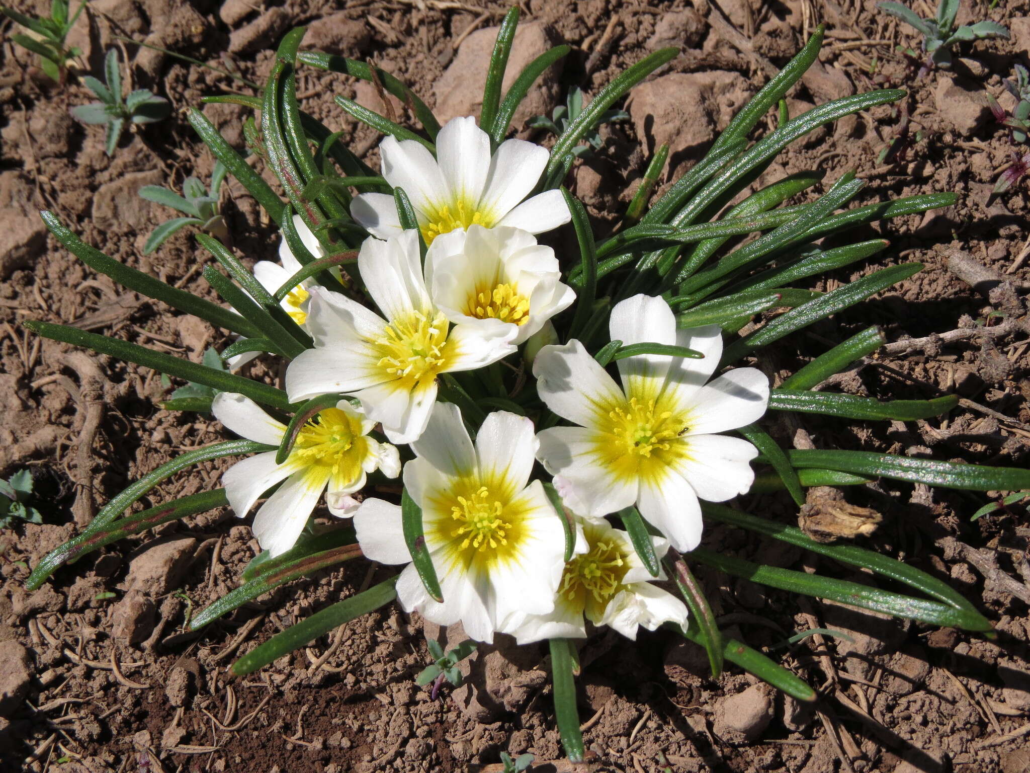 Слика од Calandrinia affinis Gill. ex Arn.