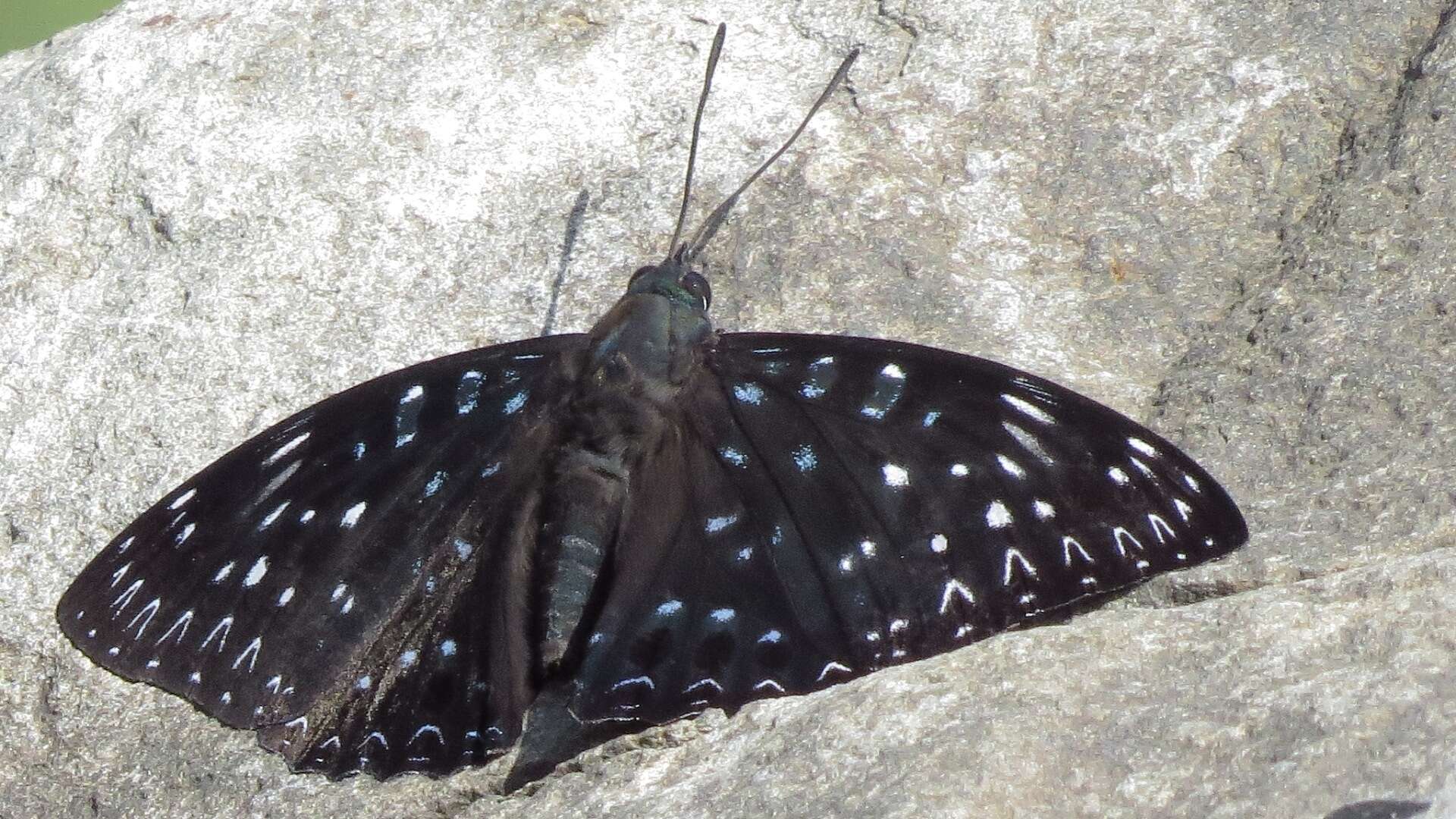 Image of Dichorragia nesimachus formosanus Fruhstorfer 1909