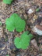 Sivun Rubus lasiococcus A. Gray kuva