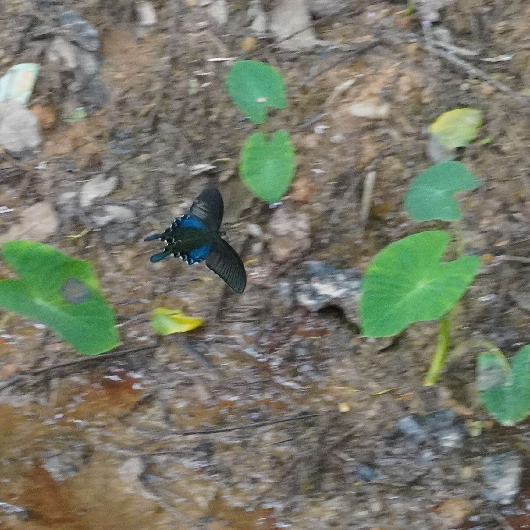 Image of <i>Papilio bianor thrasymedes</i>