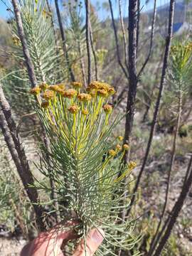 Image of Euryops tenuissimus subsp. tenuissimus