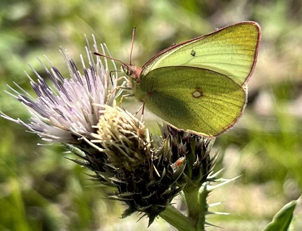 Image of Scudder's Sulphur