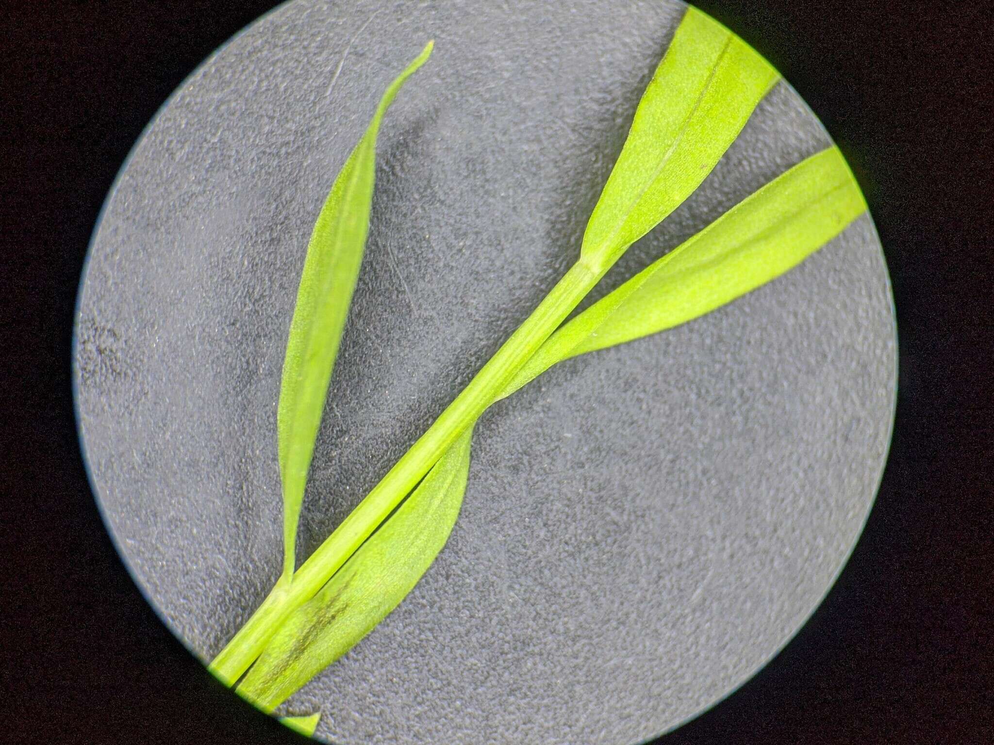 Image of stiff yellow flax