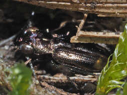 Image of Notiophilus aquaticus (Linnaeus 1758)