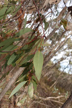 Image of broadleaf peppermint gum