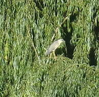 Image of Nycticorax nycticorax nycticorax (Linnaeus 1758)