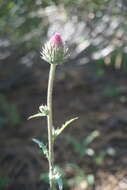 Imagem de Cirsium andersonii (A. Gray) Petr.