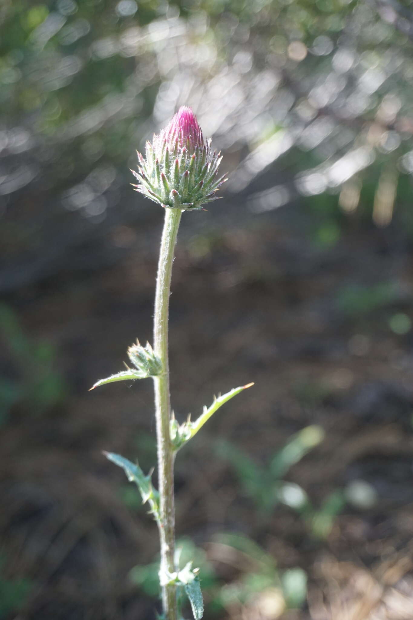 Imagem de Cirsium andersonii (A. Gray) Petr.