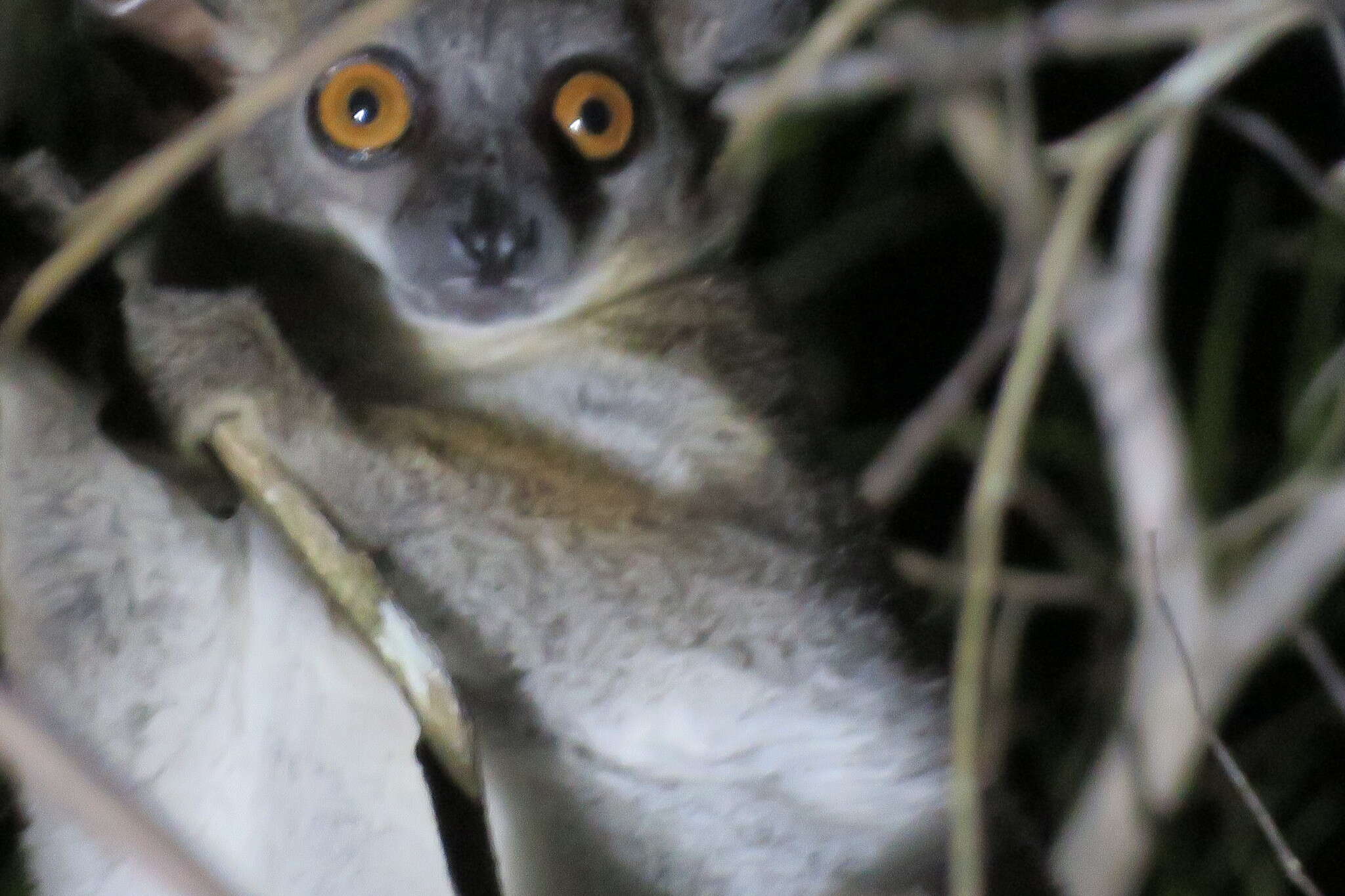 Image of Pale Fork-crowned Lemur