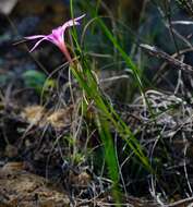 Image of Romulea kamisensis M. P. de Vos