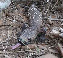 Image of Mexican Beaded Lizard