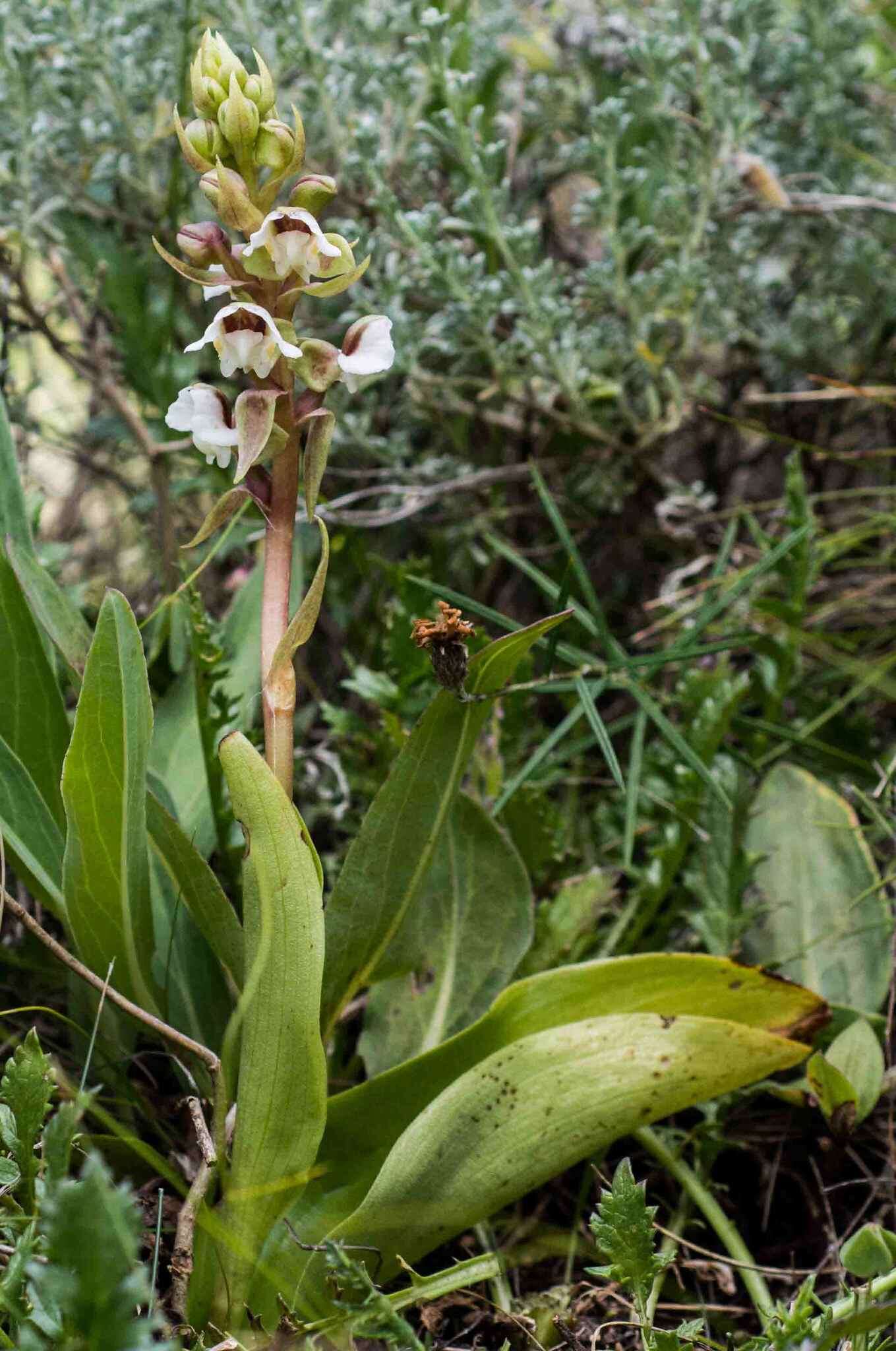 Pterygodium cooperi Rolfe resmi