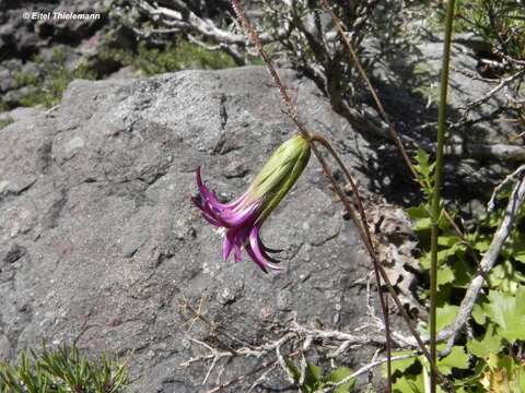 Image of Perezia nutans Less.