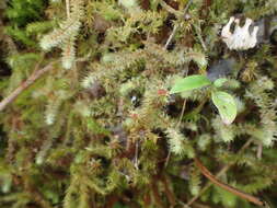 Imagem de Breutelia pendula Mitten 1859