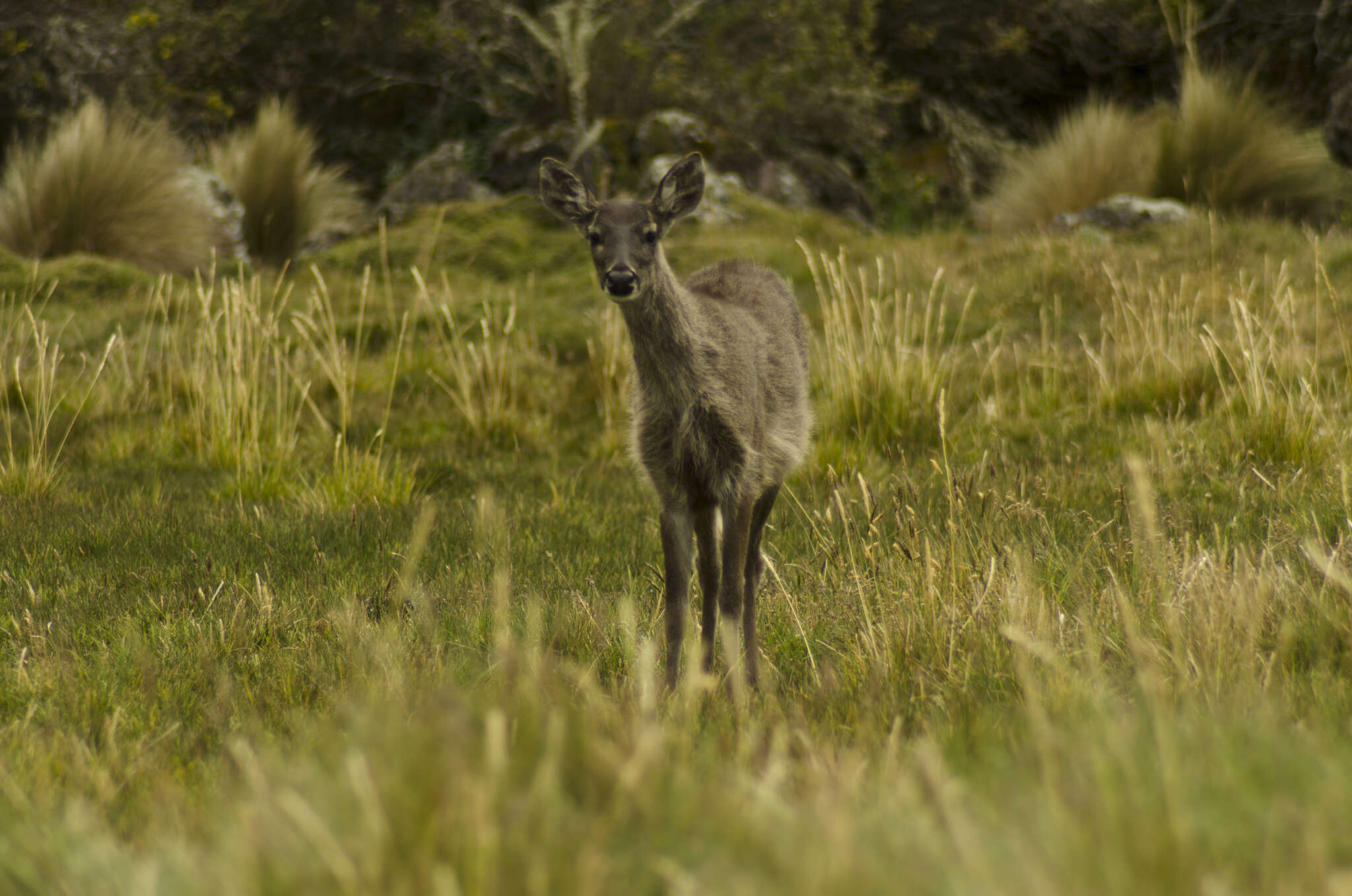 Image of Odocoileus virginianus ustus Trouessart 1910