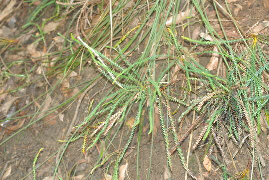 Image of honeypot dryandra