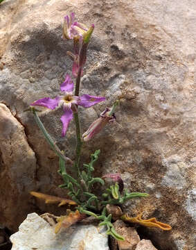 Image of Matthiola longipetala subsp. livida (Delile) Maire