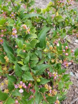 Image of wild crapemyrtle