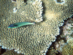 Image of New guinea wrasse