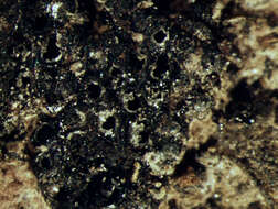 Image of Annulohypoxylon stygium (Lév.) Y. M. Ju, J. D. Rogers & H. M. Hsieh 2005