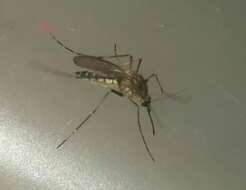 Image of Floodwater Mosquito