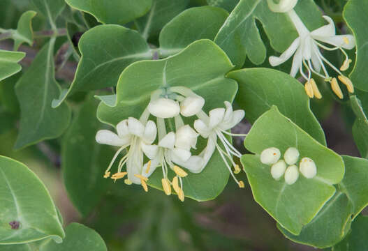 Image of western white honeysuckle