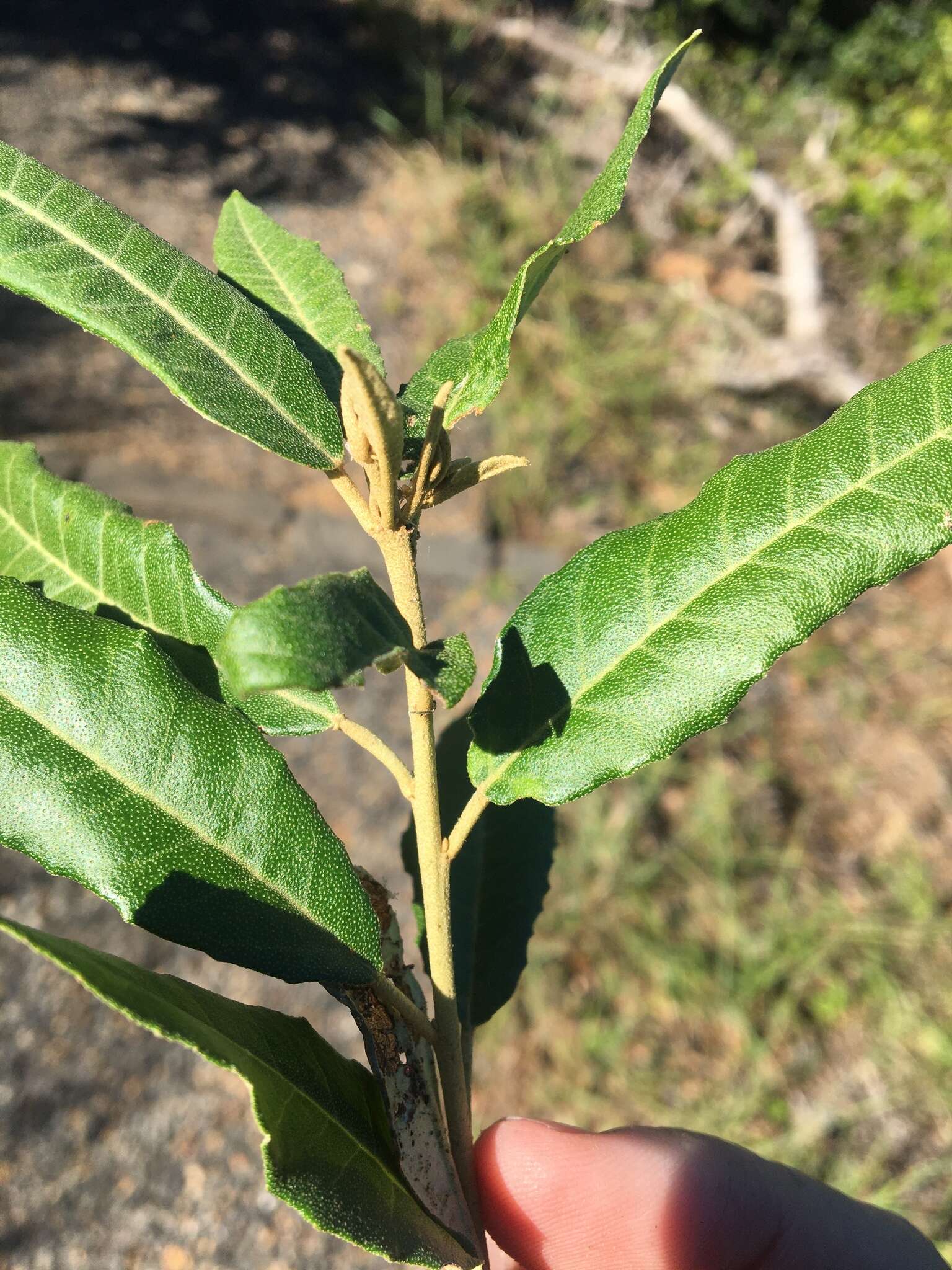 Слика од Croton phebalioides F. Muell. ex Müll. Arg.