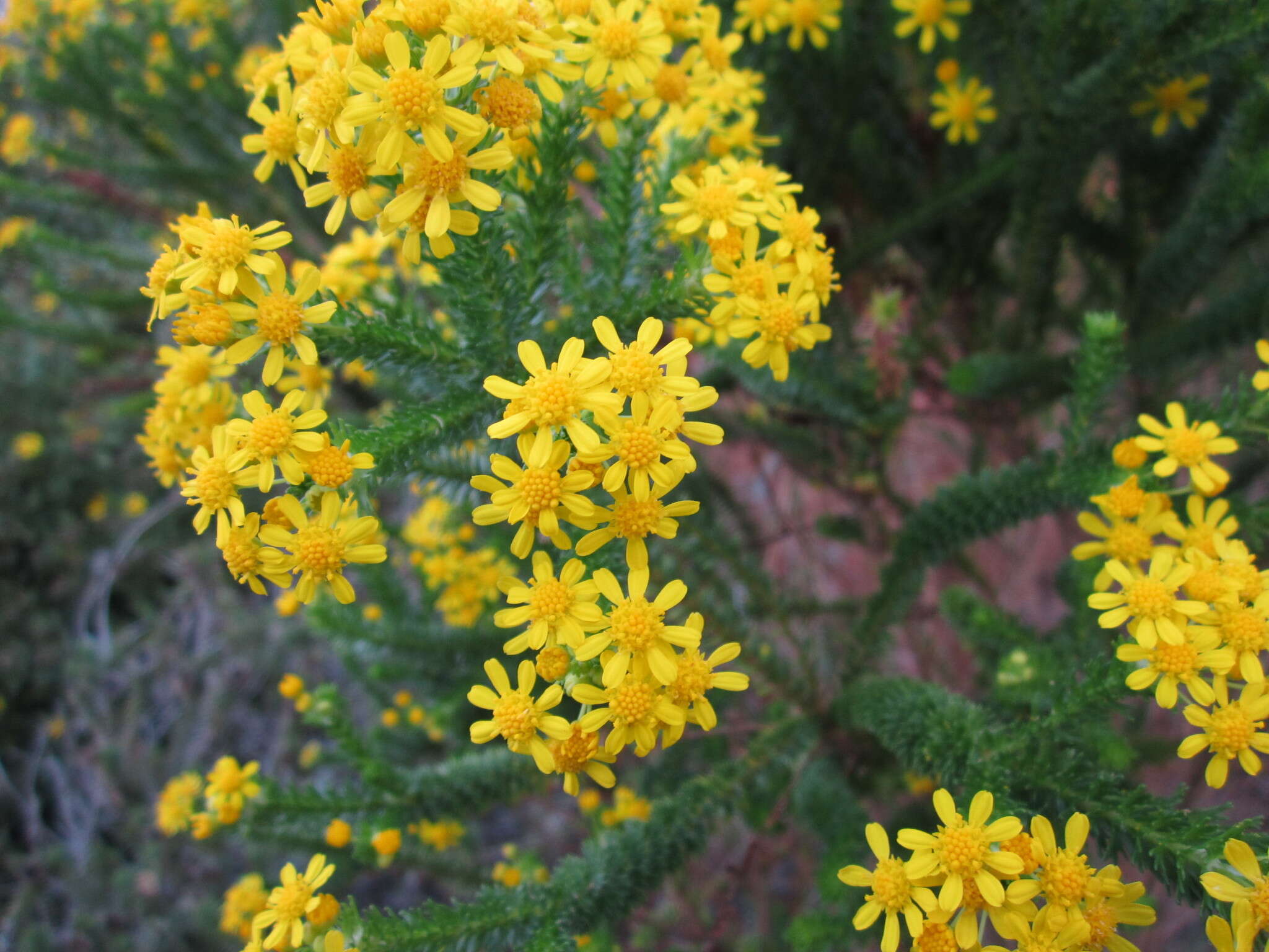 Image of Euryops virgineus (L. fil.) Less.