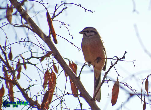 Image of European Rock Bunting