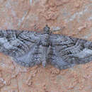 Imagem de Eupithecia ericeata Rambur 1833