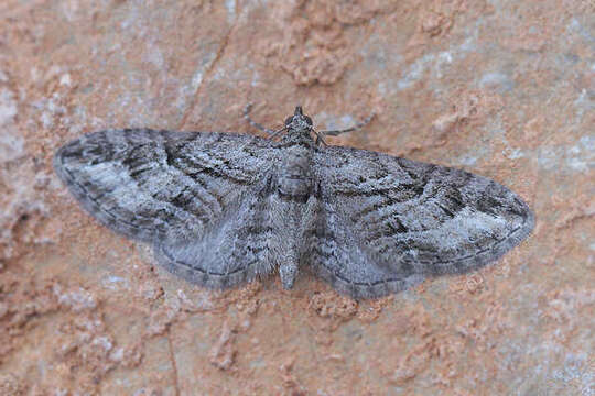 Imagem de Eupithecia ericeata Rambur 1833