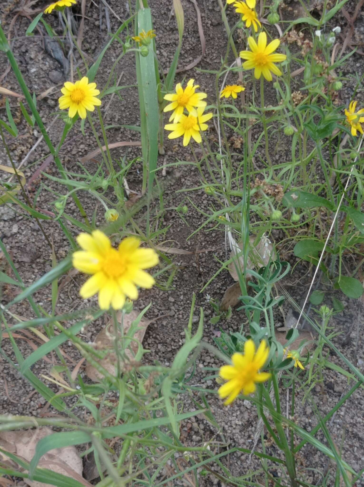 Lasthenia coronaria (Nutt.) Ornduff resmi