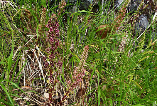 Image of Horizontal navelwort