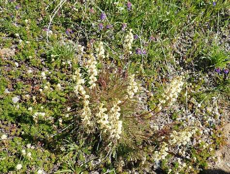 Image of coiled lousewort