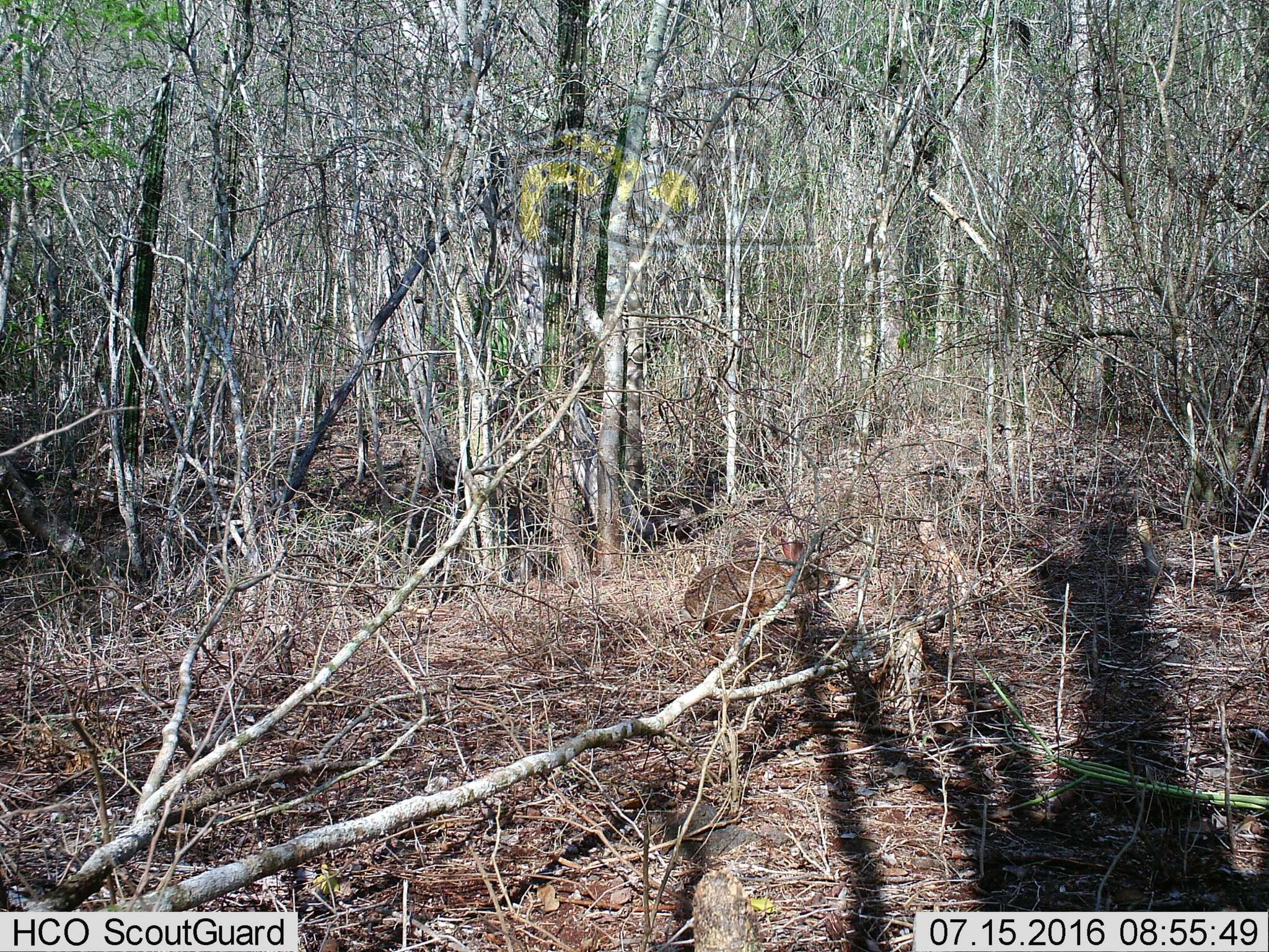 Image of Mexican Cottontail