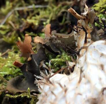 Image of felt lichen